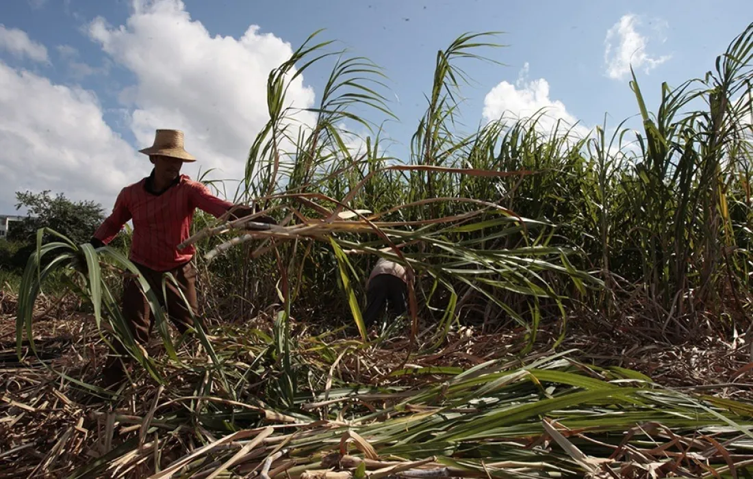 Imagen-NoticiaAzúcar