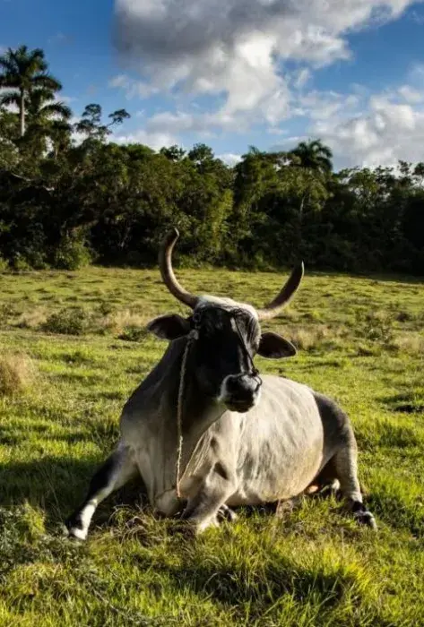 Previsualización-NoticiaAgro